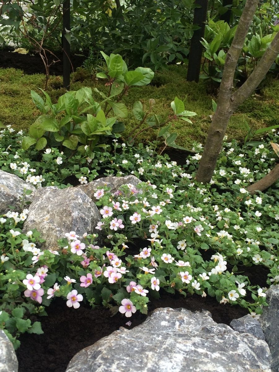 国バラ2016 気になったバラ以外の植物