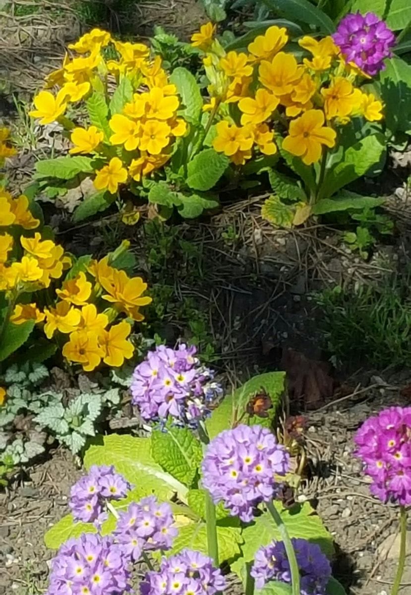 春の花