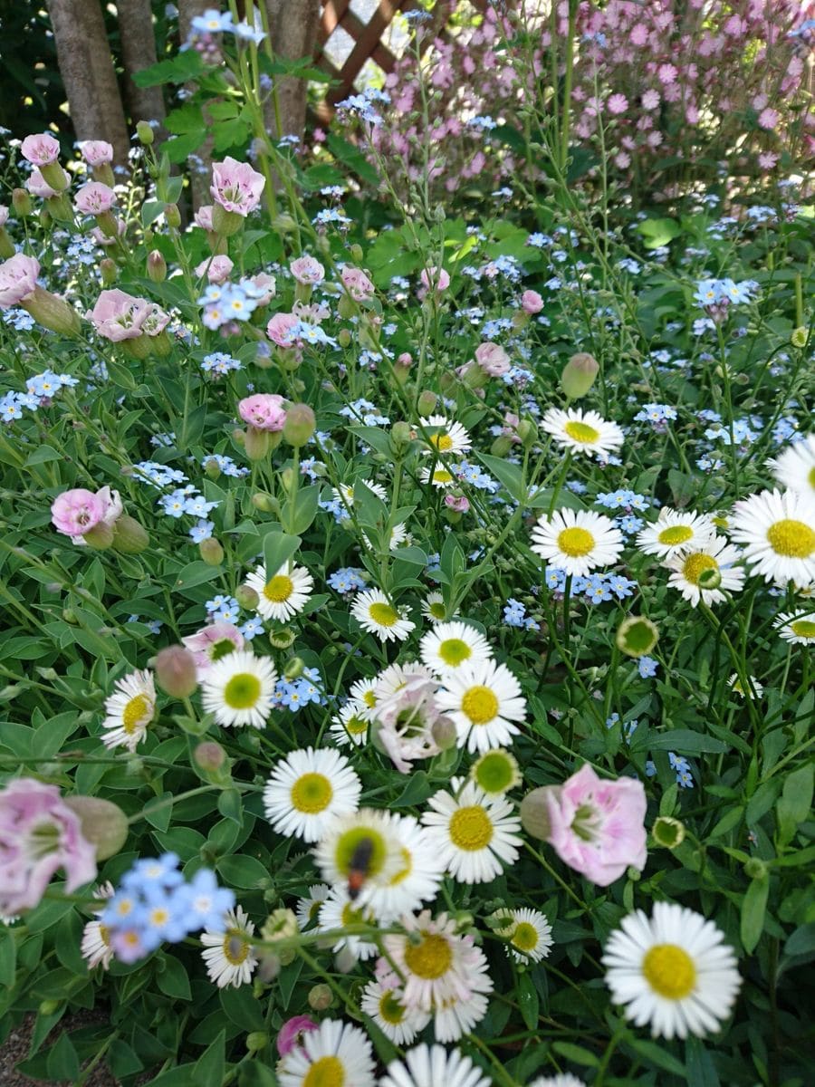 今年のトップバッター！フランシスデュブリュイ🌹