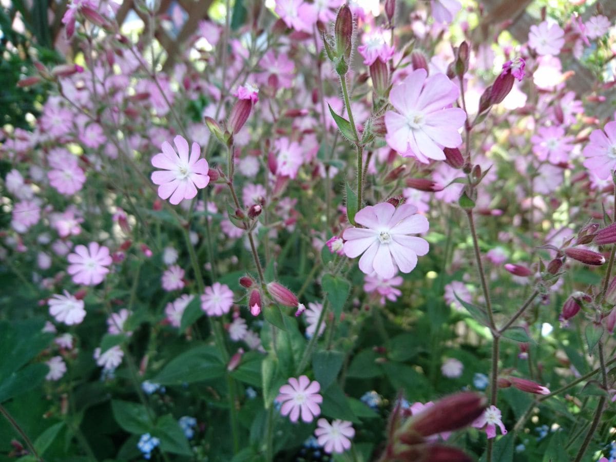 今年のトップバッター！フランシスデュブリュイ🌹