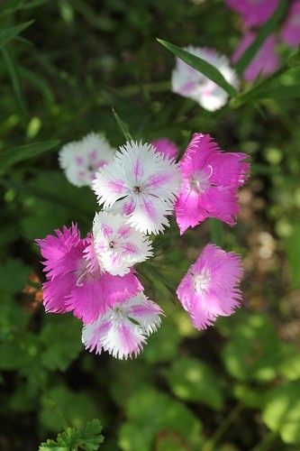 ピンクの花色々