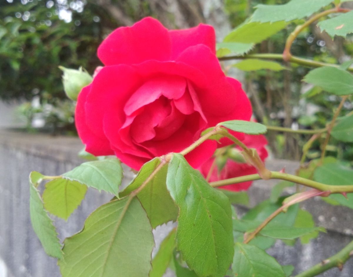 駅の花　お隣の薔薇