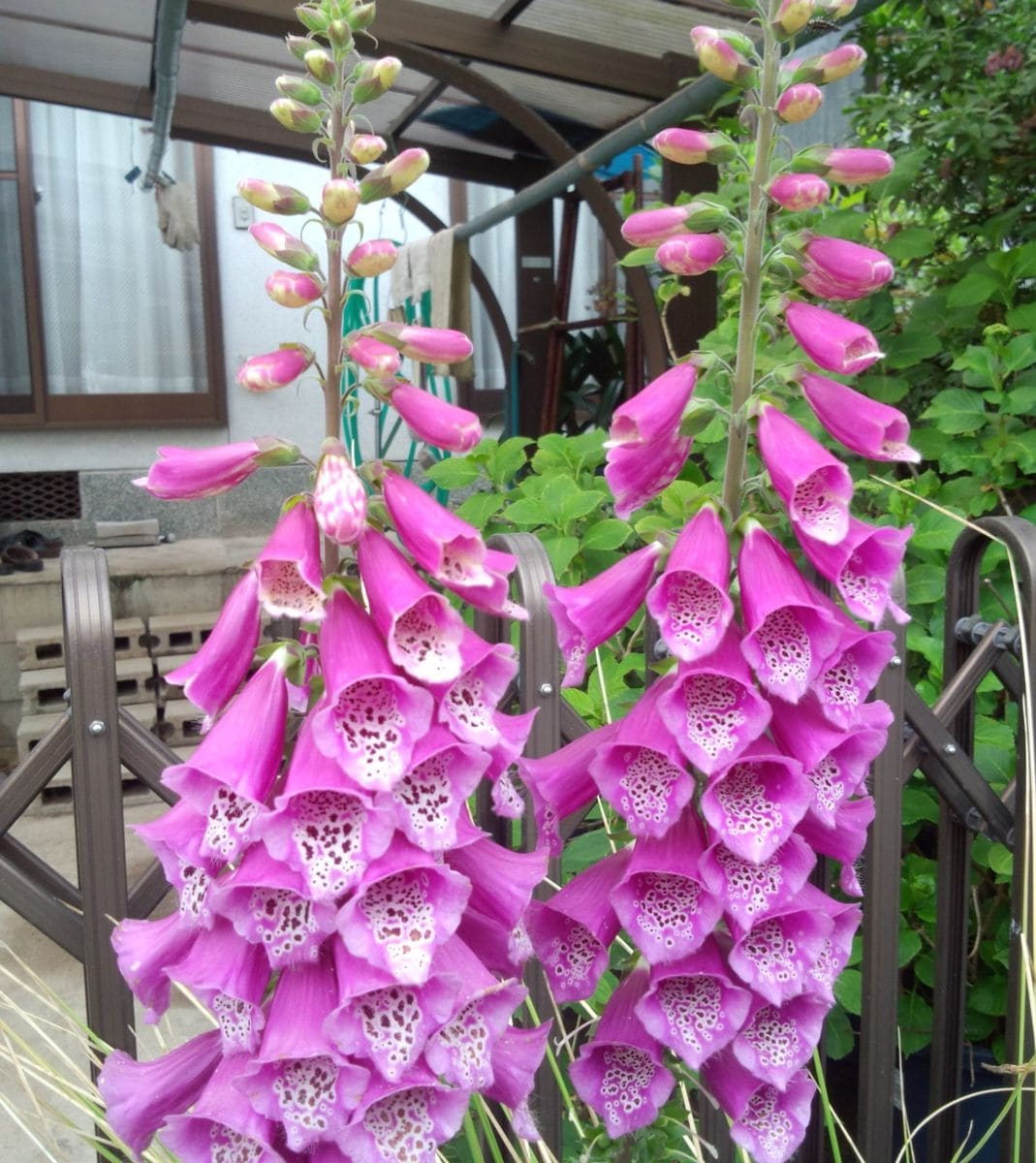 駅の花　お隣の薔薇