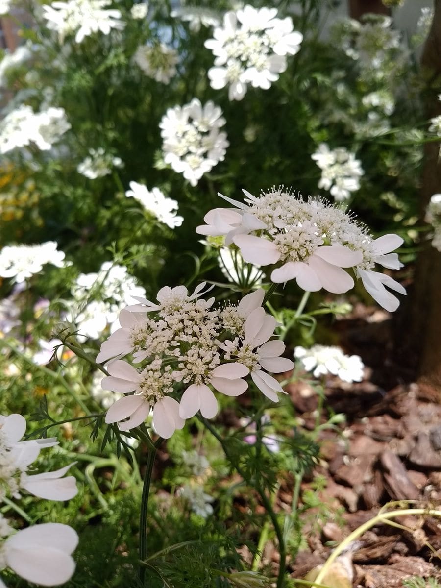 大きい白い花