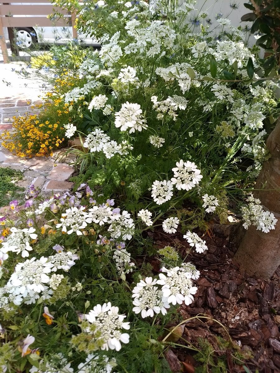 大きい白い花