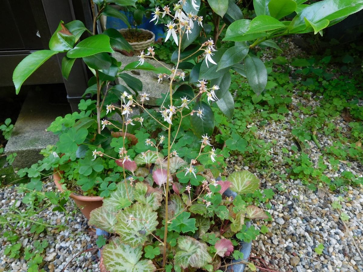 オーニソガラム　ユキノシタの花