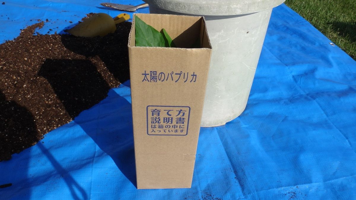 とりあえず、植えてみた～(笑)