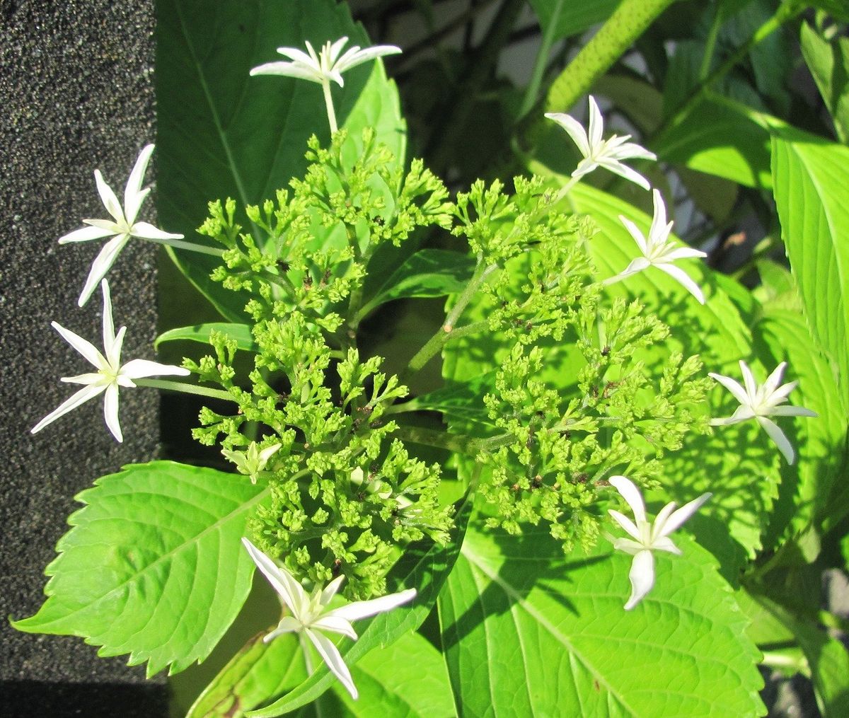 紫陽花の顔ふたつ