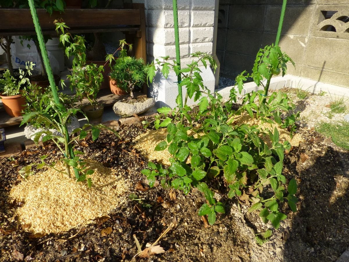 トマトの苗を植えつけ