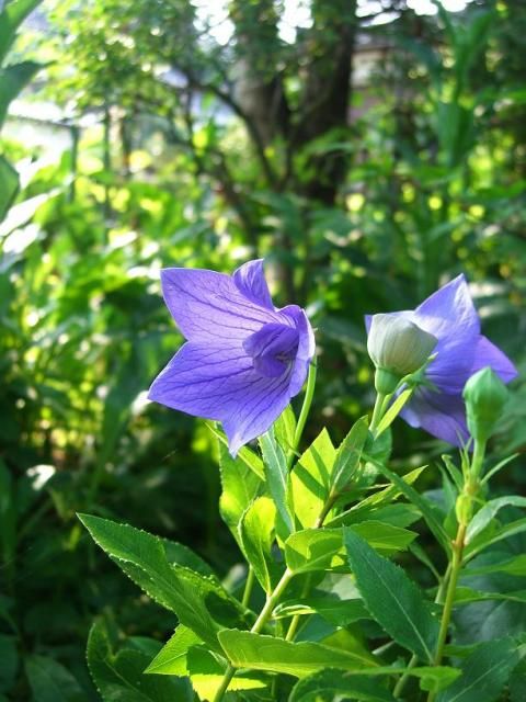 初…開花！