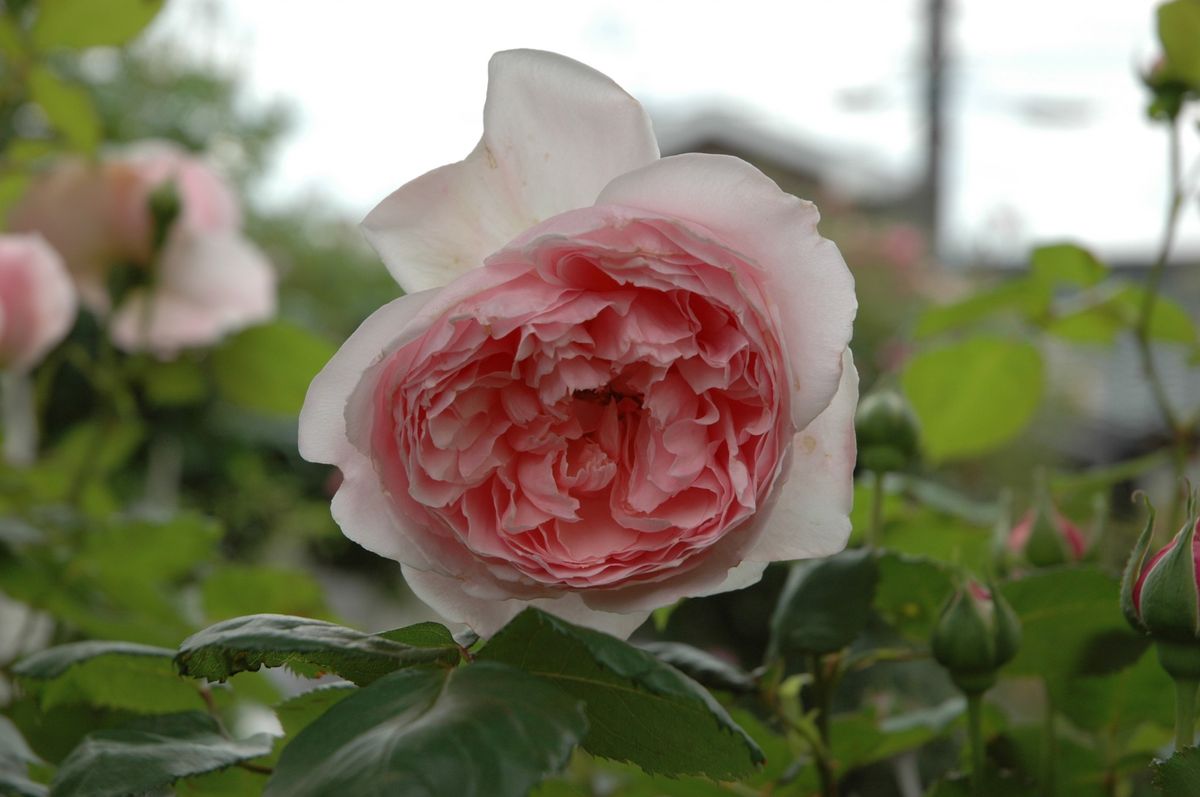 薔薇の今日