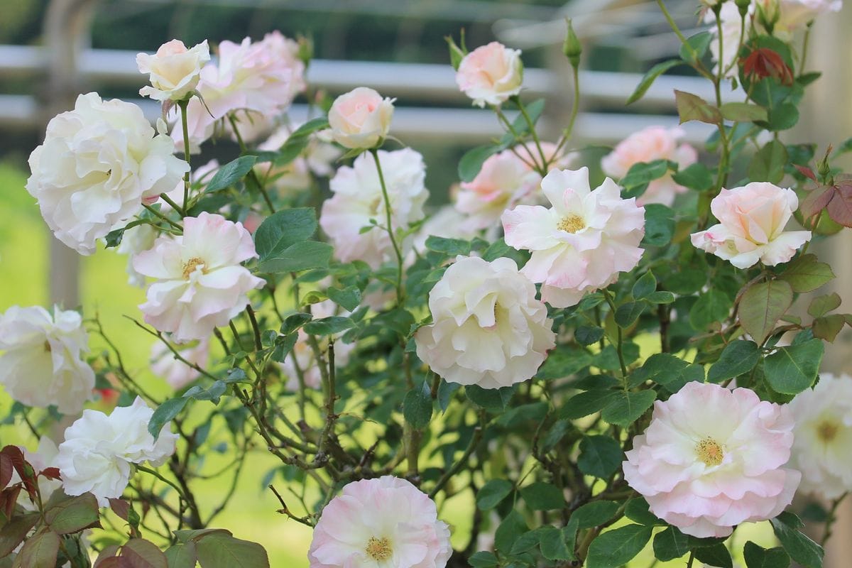 濃い一日　お次は花フェスタ記念公園へ