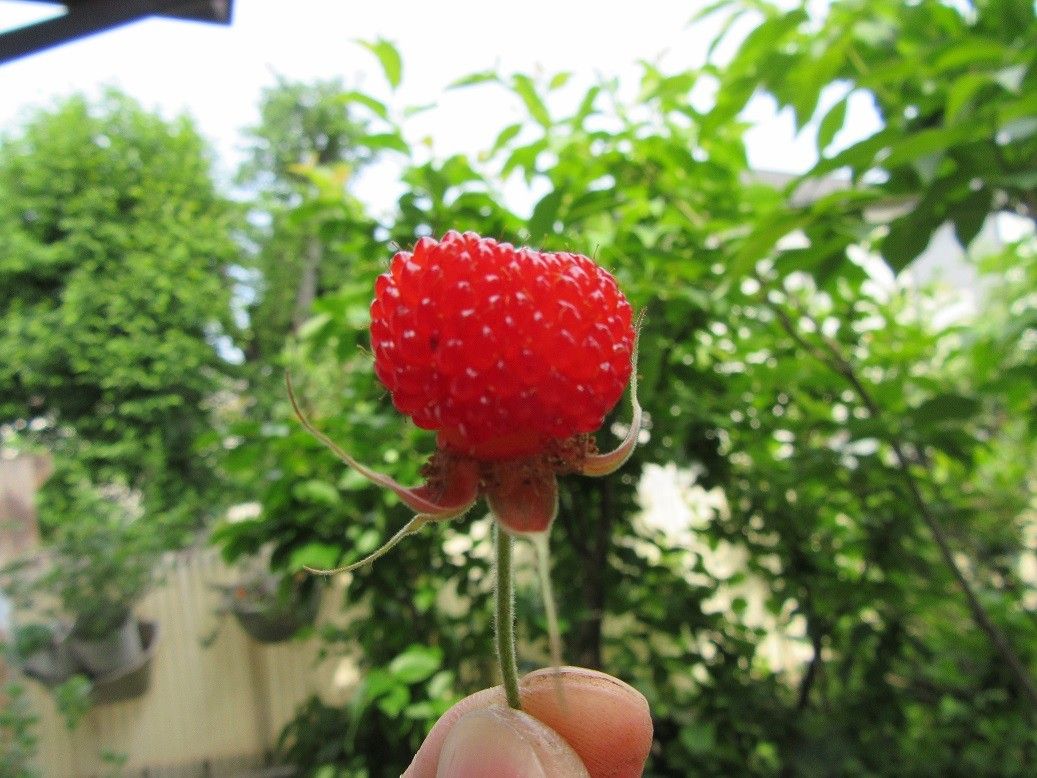 久ぶりに多肉の寄せ植えを作りました。