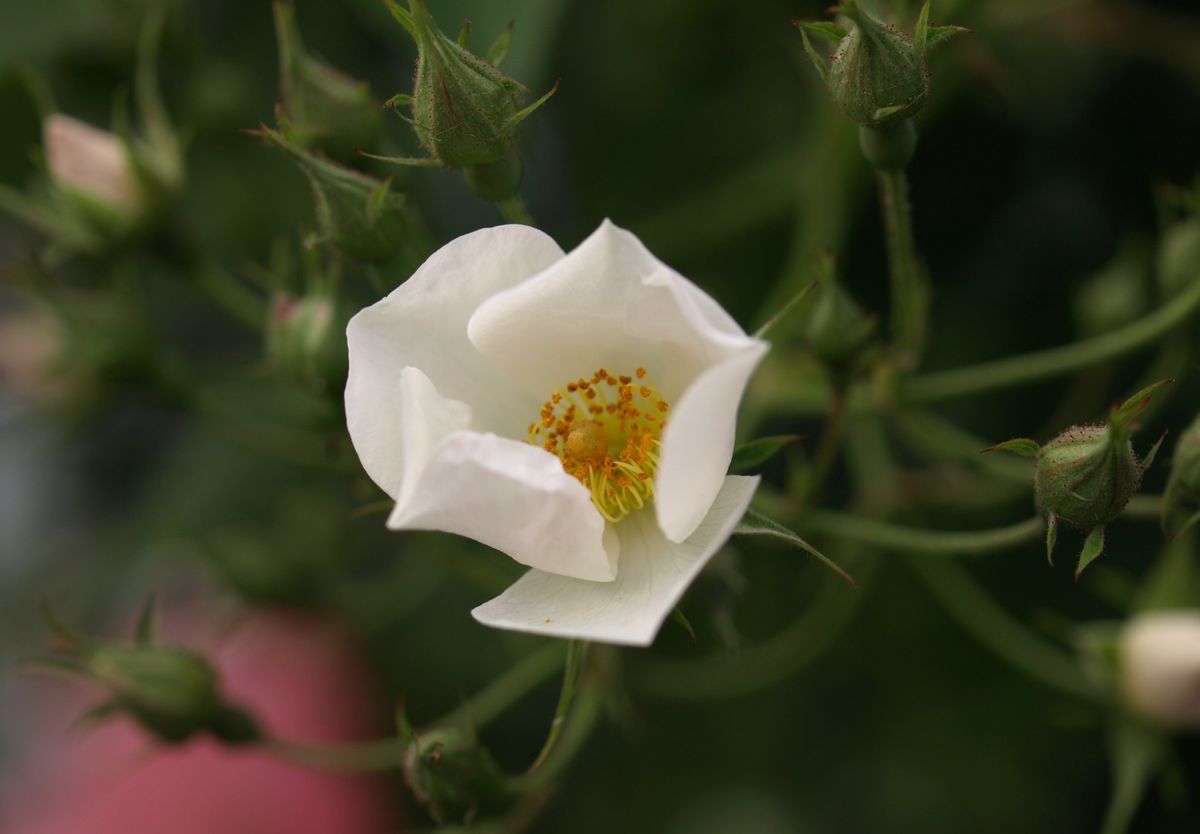 小さな花