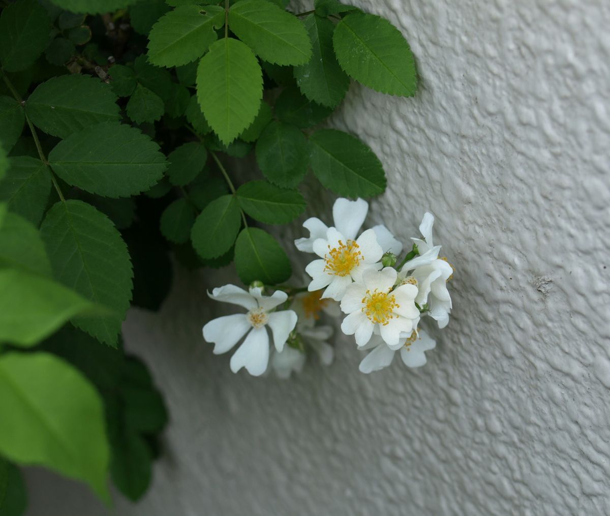 小さな花