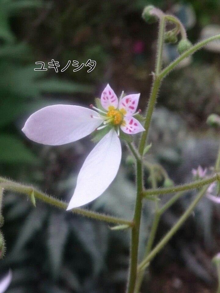 こんな可愛らしい花でしたのね…♪