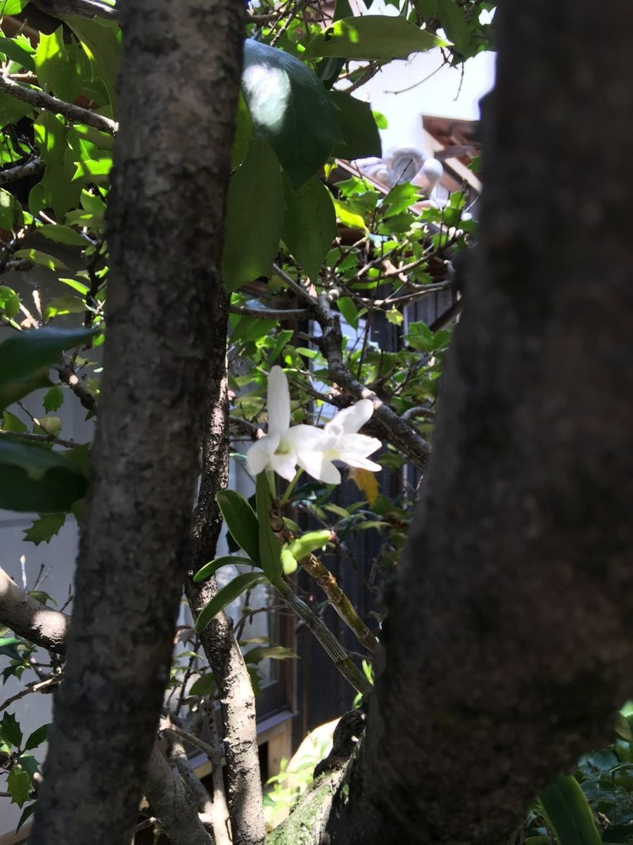 今日の花