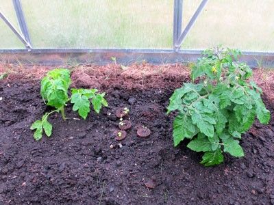 グリーンハウスに野菜の苗