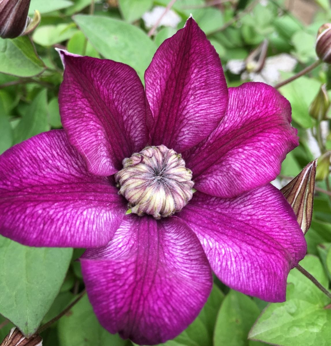 今朝のクレマチス🌸