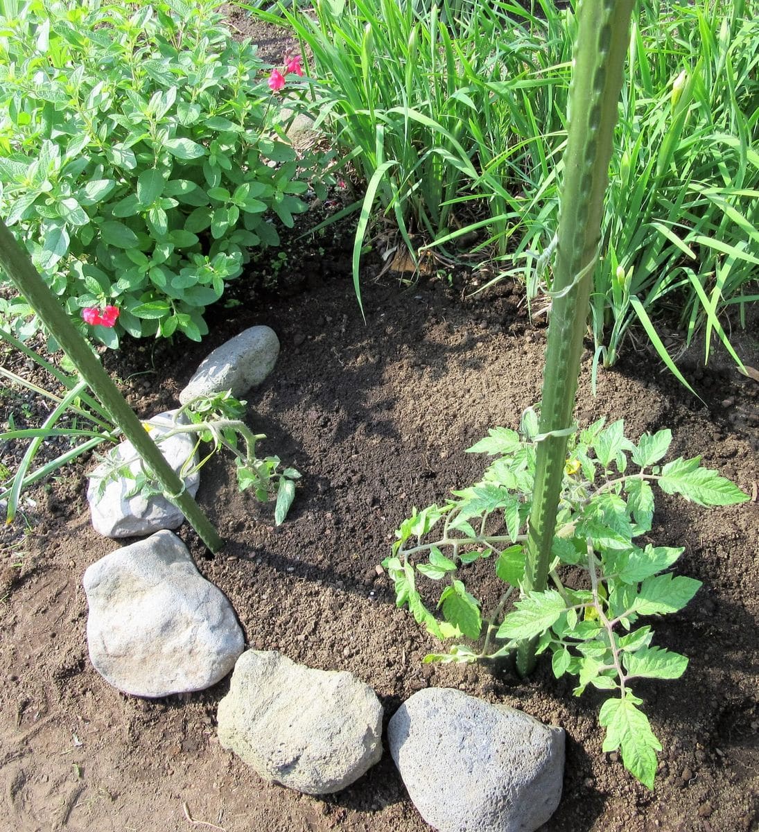 中玉の【とまと】を植えました。