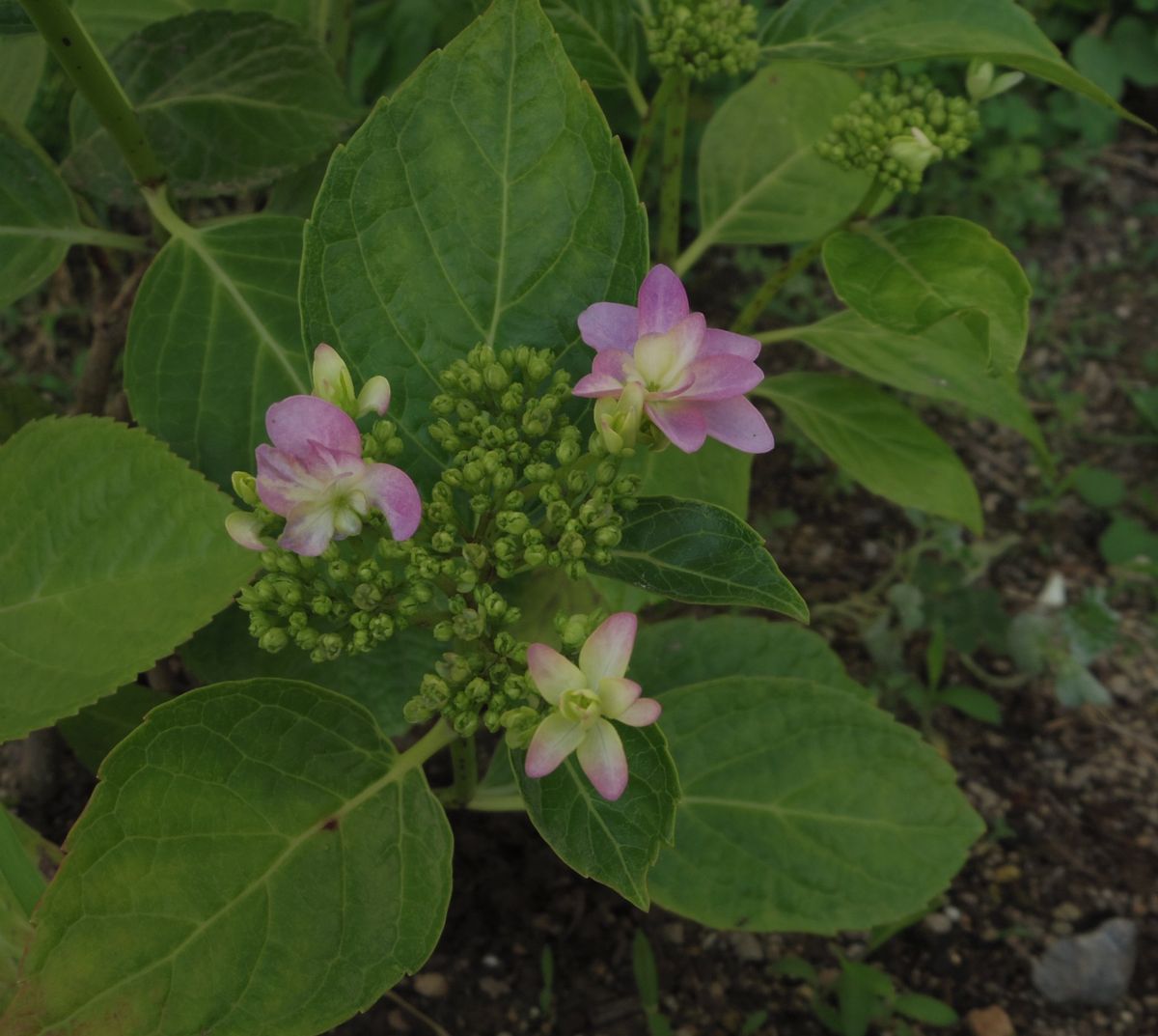 紫陽花も色づいてきましたo(^▽^)o