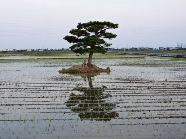 田植え始まる