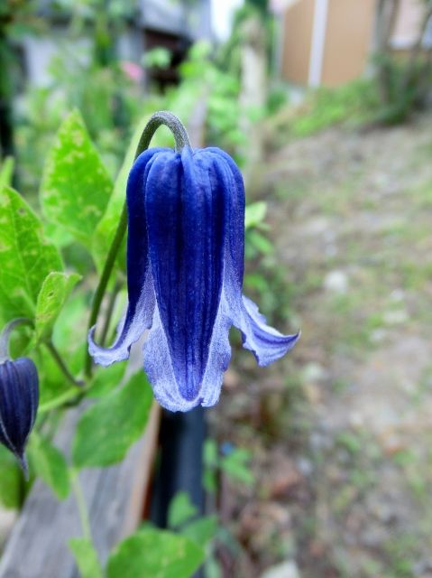 ロウグチの2番花