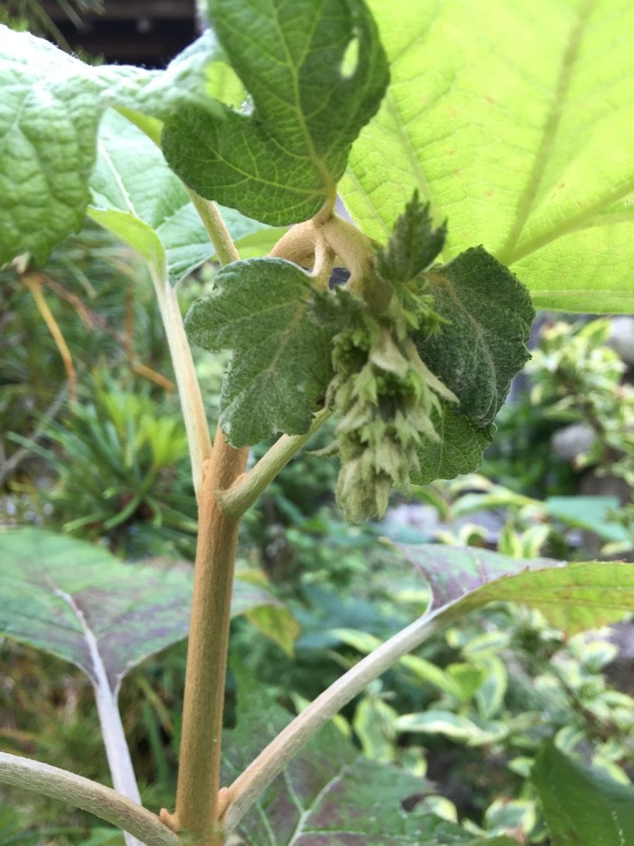 今日の花   2