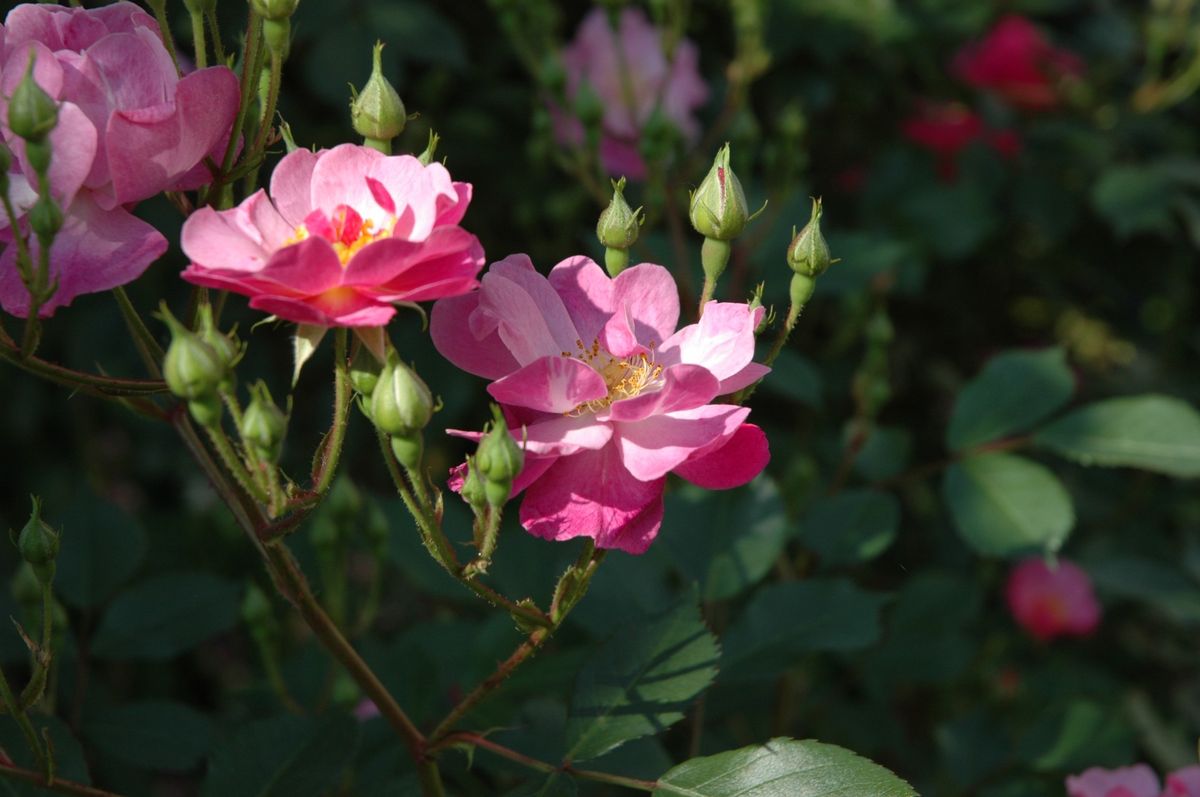 今日の薔薇