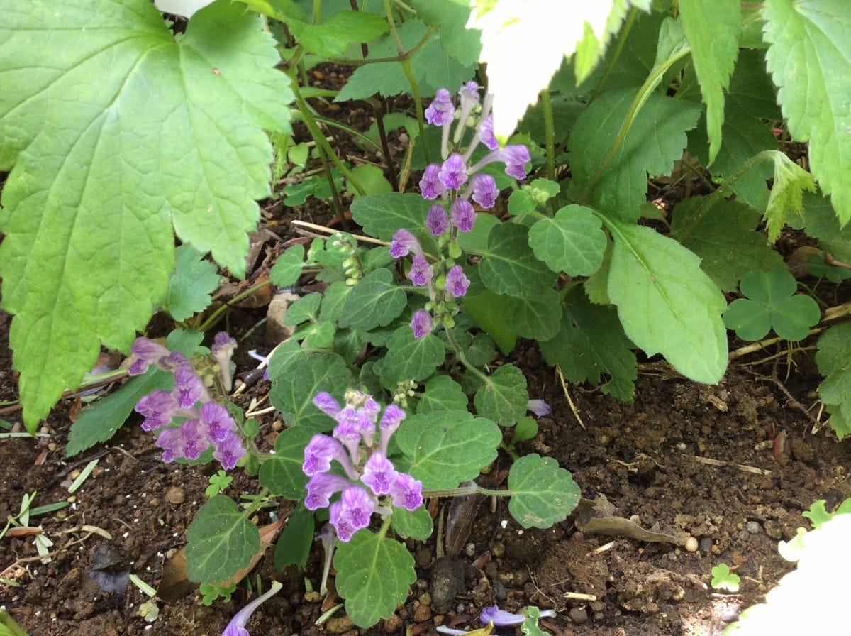 この花の名前は？。