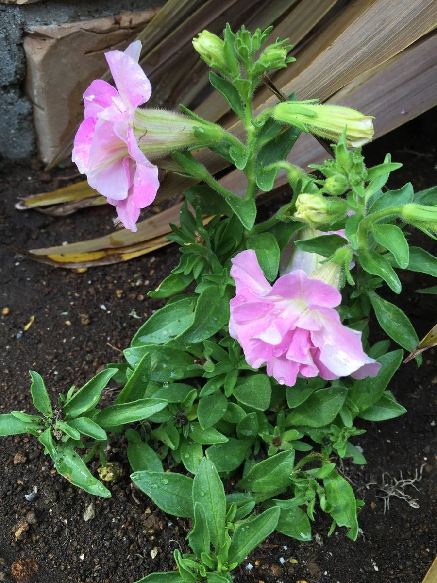 夏使用に植え替えました☘