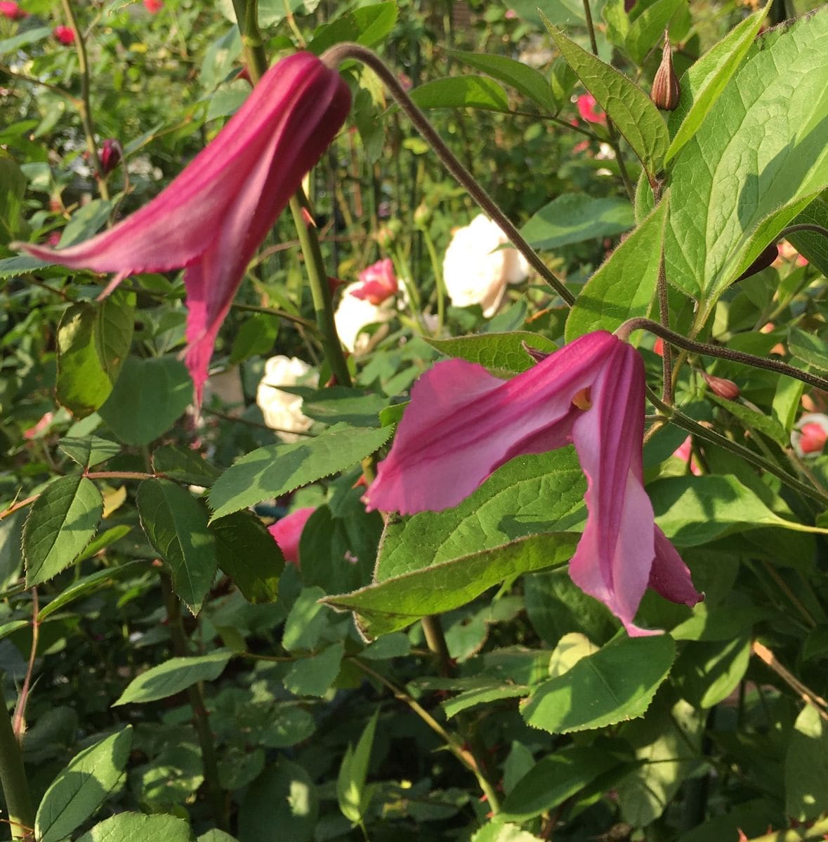 今日のクレマチス🌸