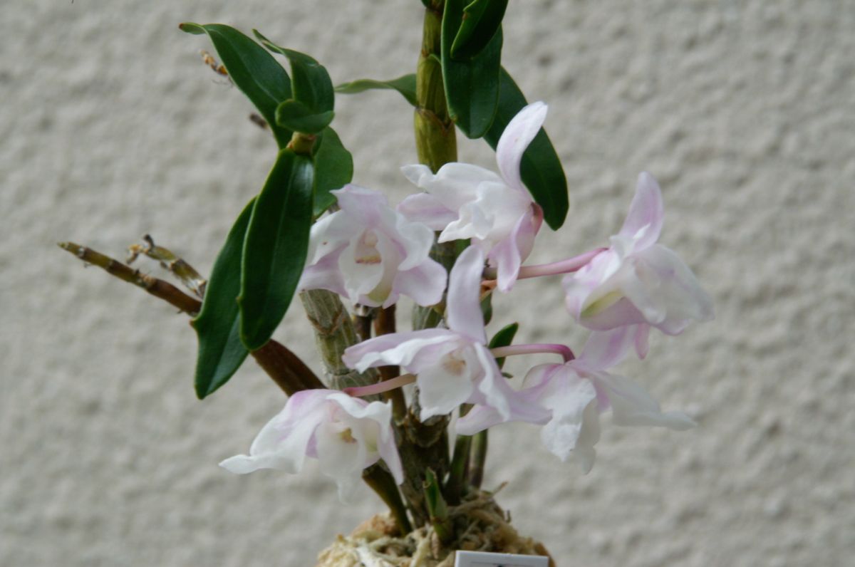 長生蘭の花には良い香りがありますね。