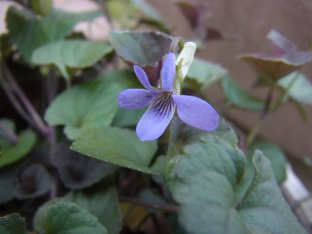 薄紫のお花