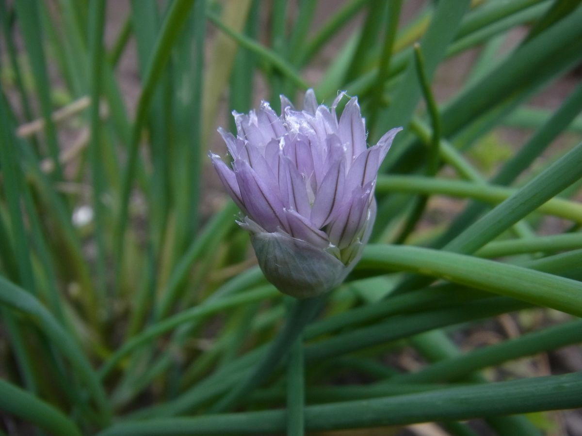 薄紫のお花