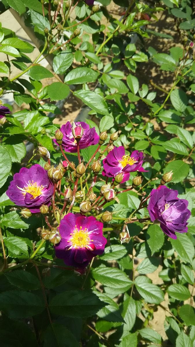 群馬 敷島公園 バラ園