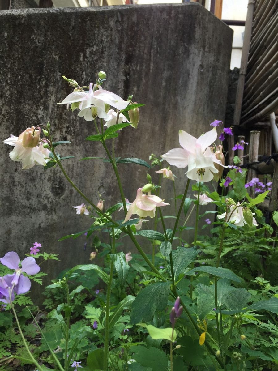 温泉町の植物