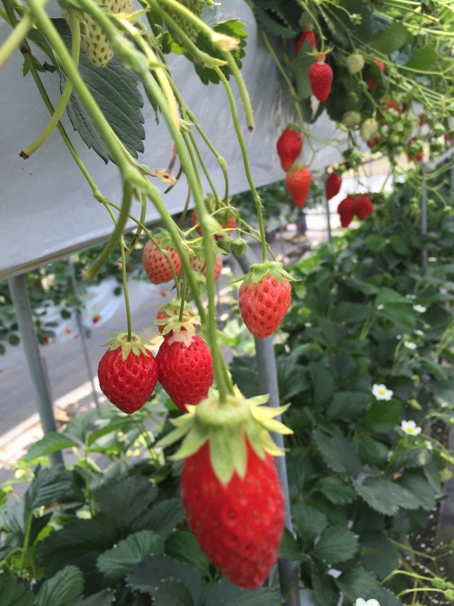 温泉町の植物