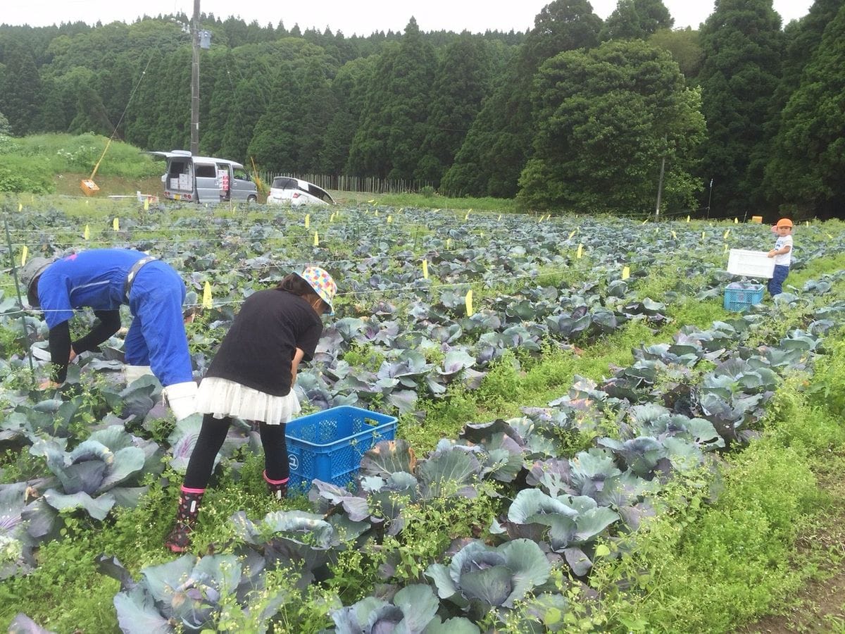 家族で収穫～出荷♪