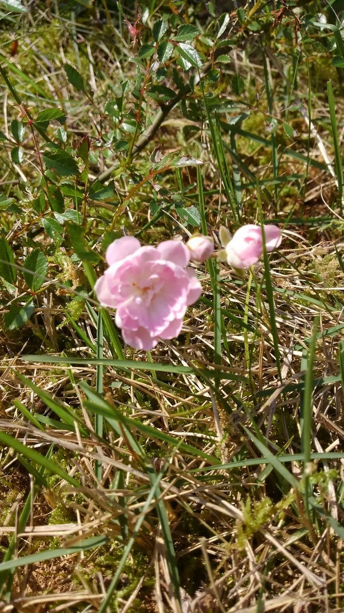 ☆実家のお花たち　その１☆