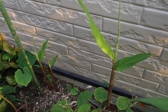 期待大の花たち