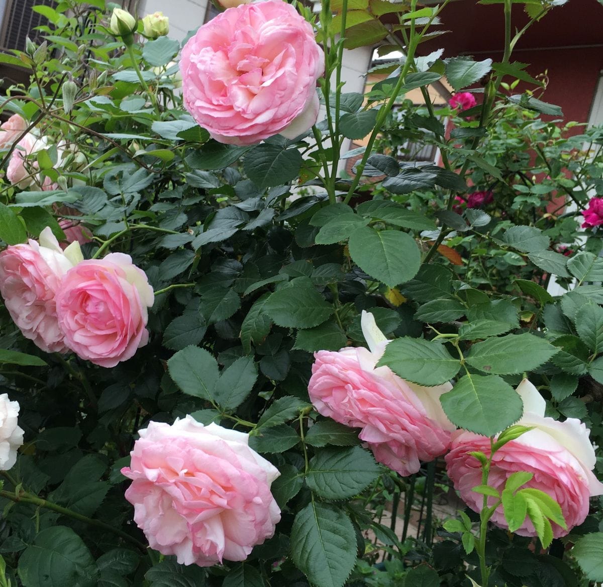 今朝のピエールさん🌹