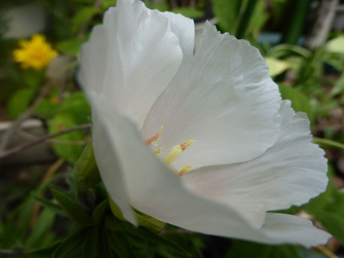 カラーの花。