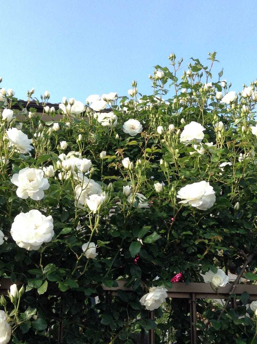 よそ様の薔薇が綺麗です！    白薔薇！