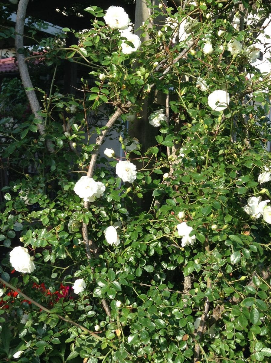 よそ様の薔薇が綺麗です！    白薔薇！