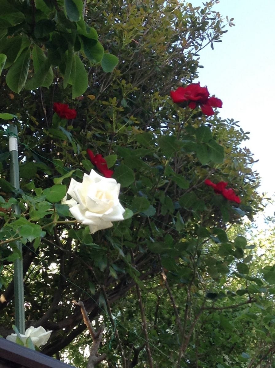 よそ様の薔薇が綺麗です！    白薔薇！