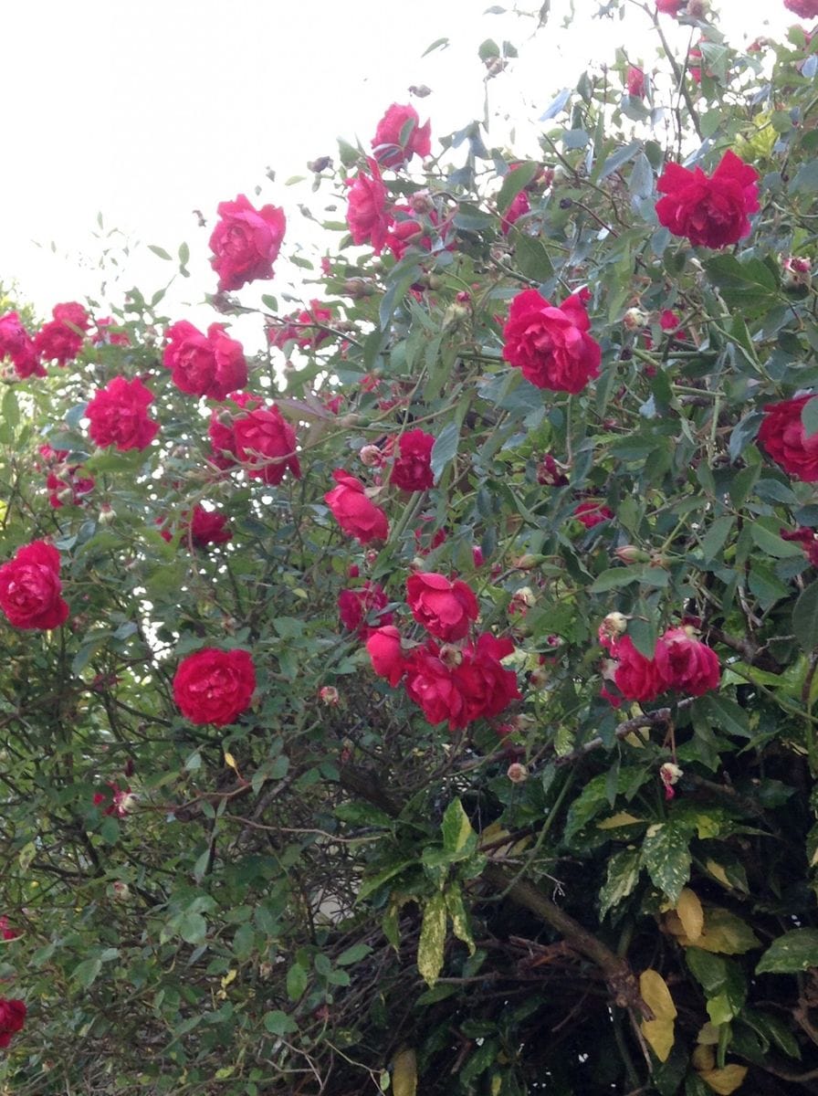 よそ様の薔薇が綺麗です！     赤薔薇！