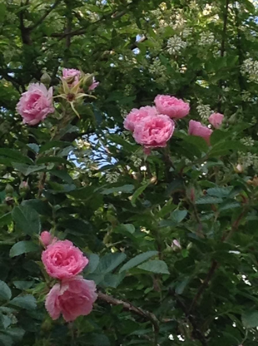 よそ様の薔薇が綺麗です！     ピンク！