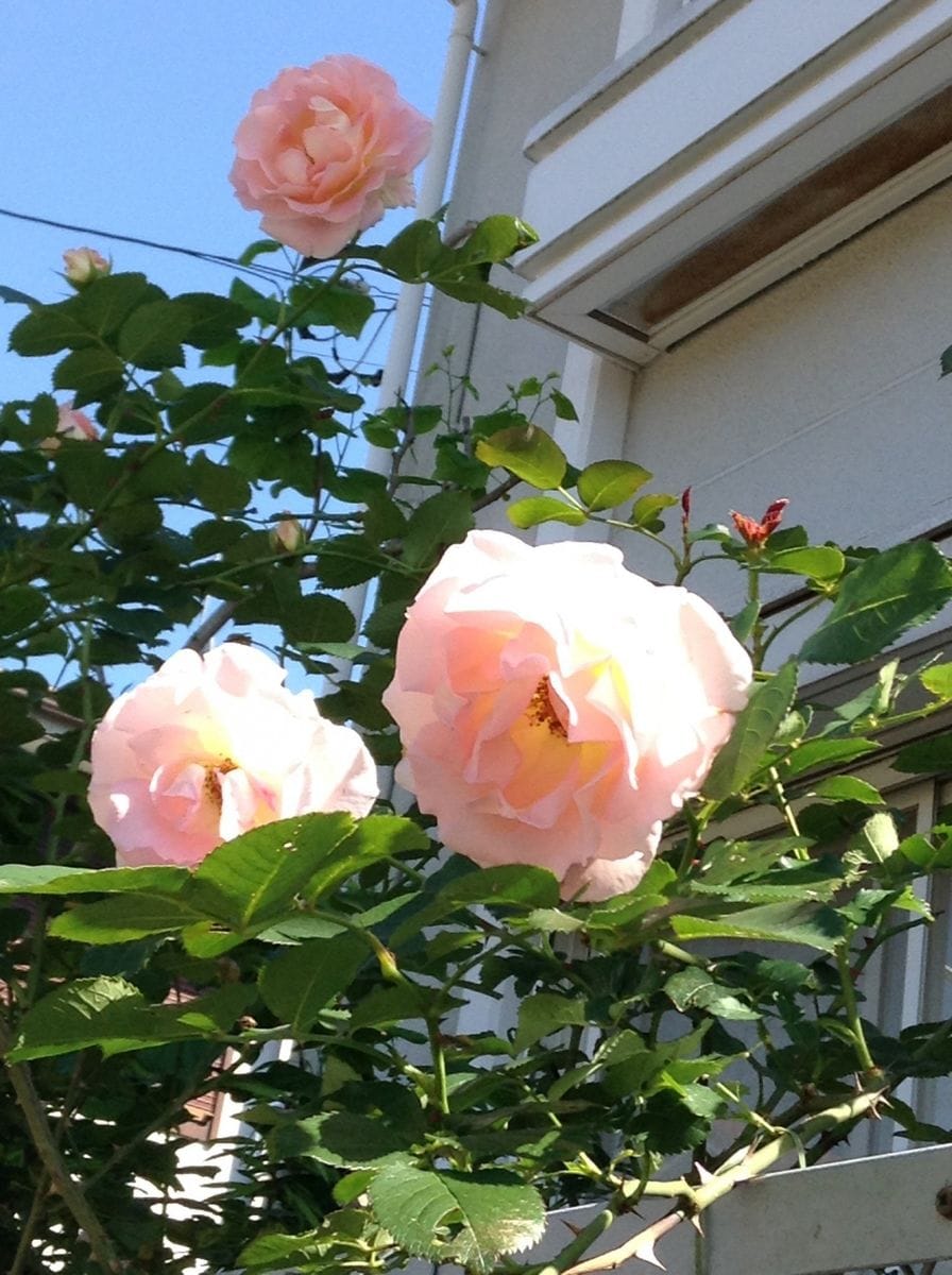 よそ様の薔薇が綺麗です！     ピンク！