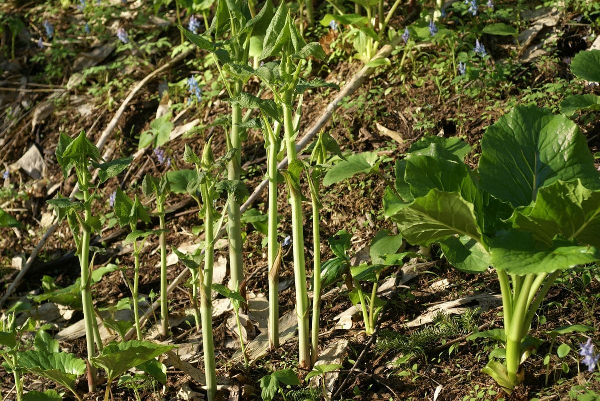 春の山野草ｴﾘｱその１